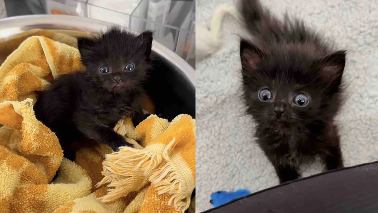 California Family Shocked After Adopting Tiny Shelter Kitten That Wasn’t Actually a Baby