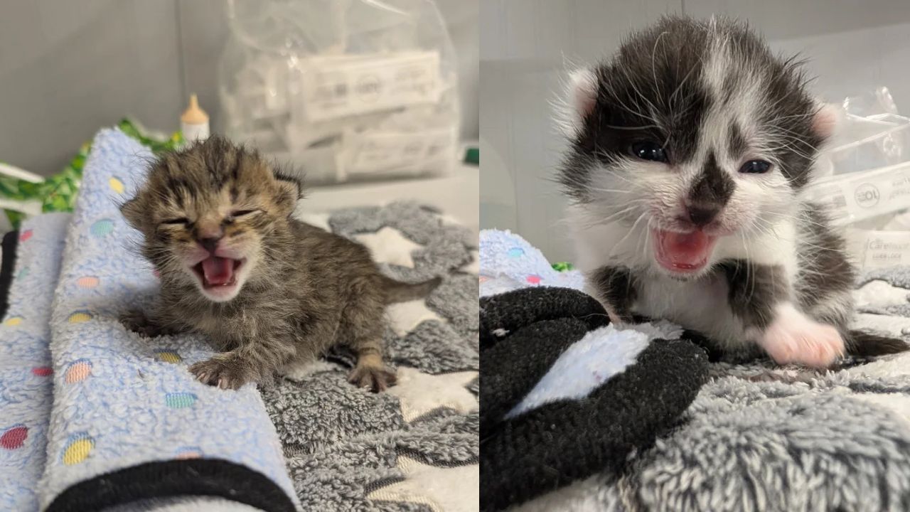Heartwarming Scene in Indiana: Lost Cat Finds Her Kittens Again and Instantly Goes to Work Like a True Mom