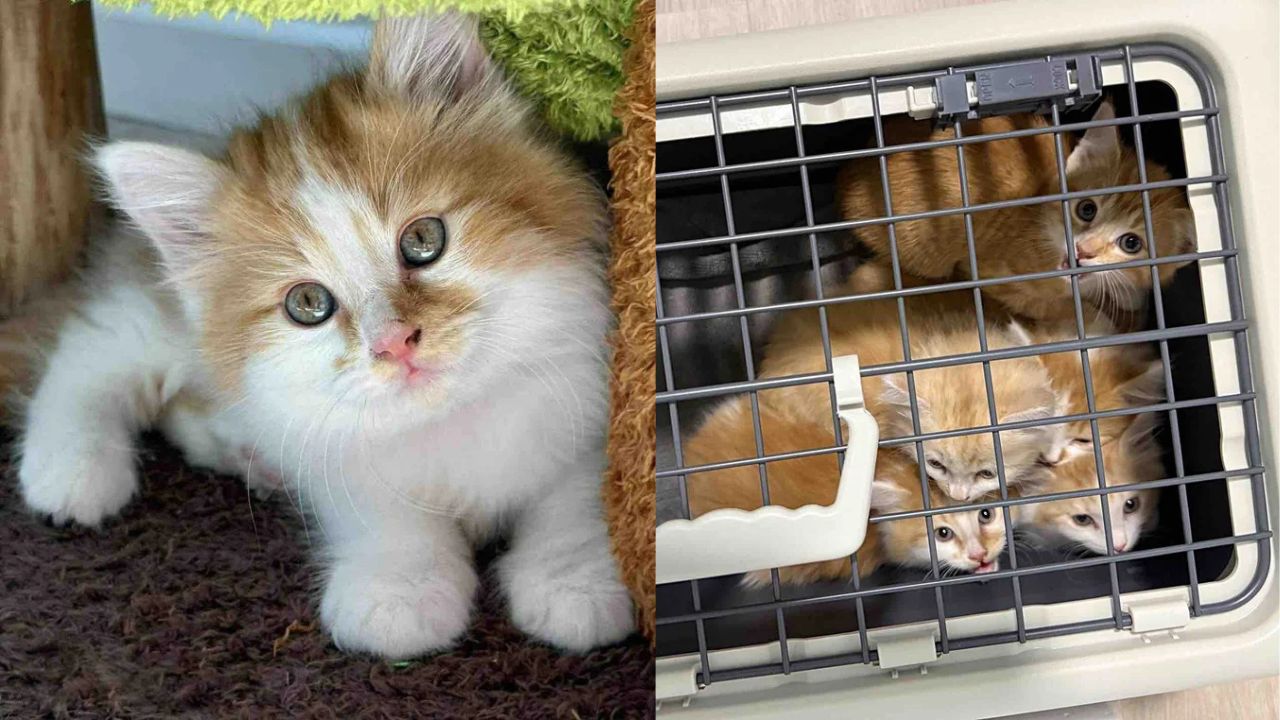 Queensland Animal Lovers Save Cat Family from Backyard — Moments Later, They Hear a Tiny Cry from the Bushes