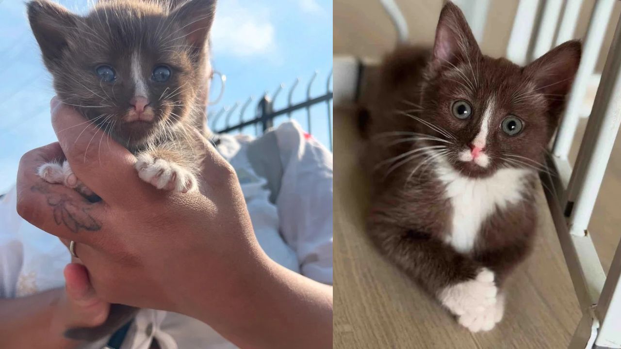 California Resident Rescues Chocolate Brown Kitten Left All Alone, the Little Cat Shows Incredible Strength