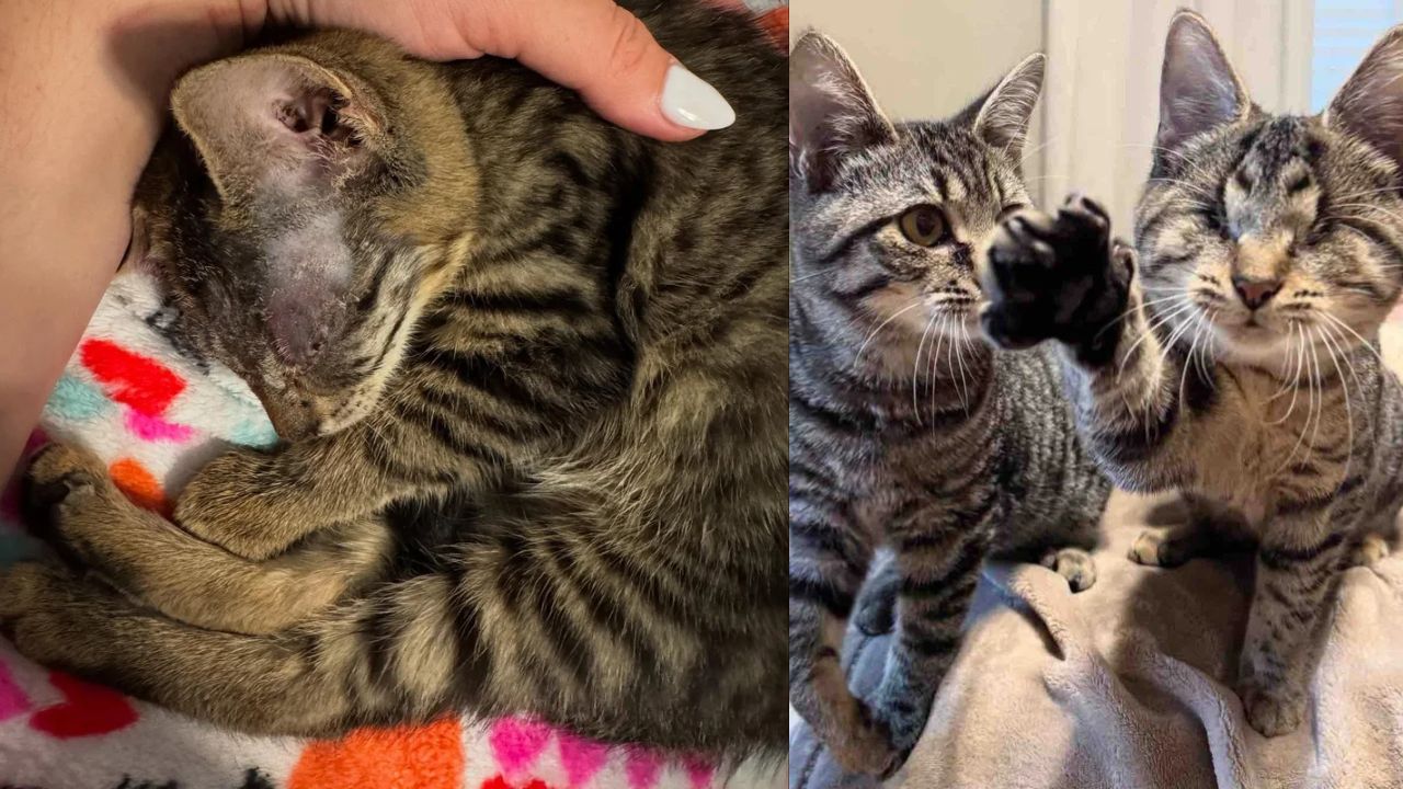 Heartwarming New Jersey Rescue Story: Blind Kitten Refuses Isolation, Breaks Into Another Cat’s Pen for Love