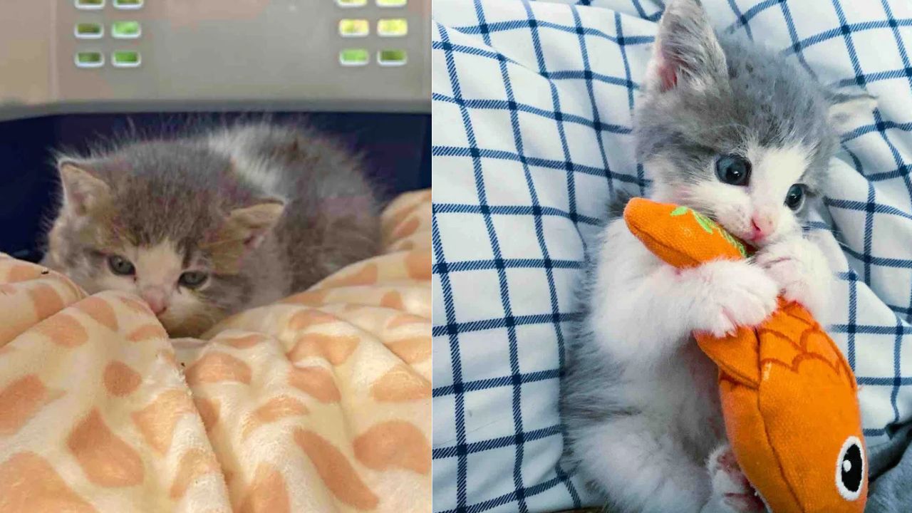 Quebec Rescue Miracle: Tiny Kitten Pulled from a Shed Becomes Fearless Explorer in Just Days