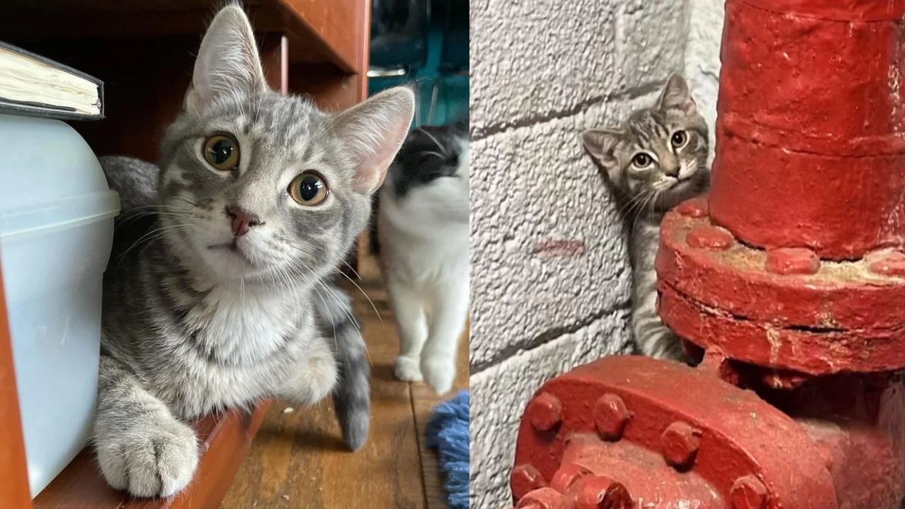 New York Cat Rescue: Stairwell Kitten’s Gloom Turns to Joy When Surrounded by Love and Fellow Cats