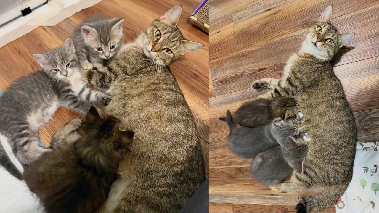 Abandoned Cat in Indiana Shelter Finds Miraculous Hope When Kind Woman Adopts Her and Kittens