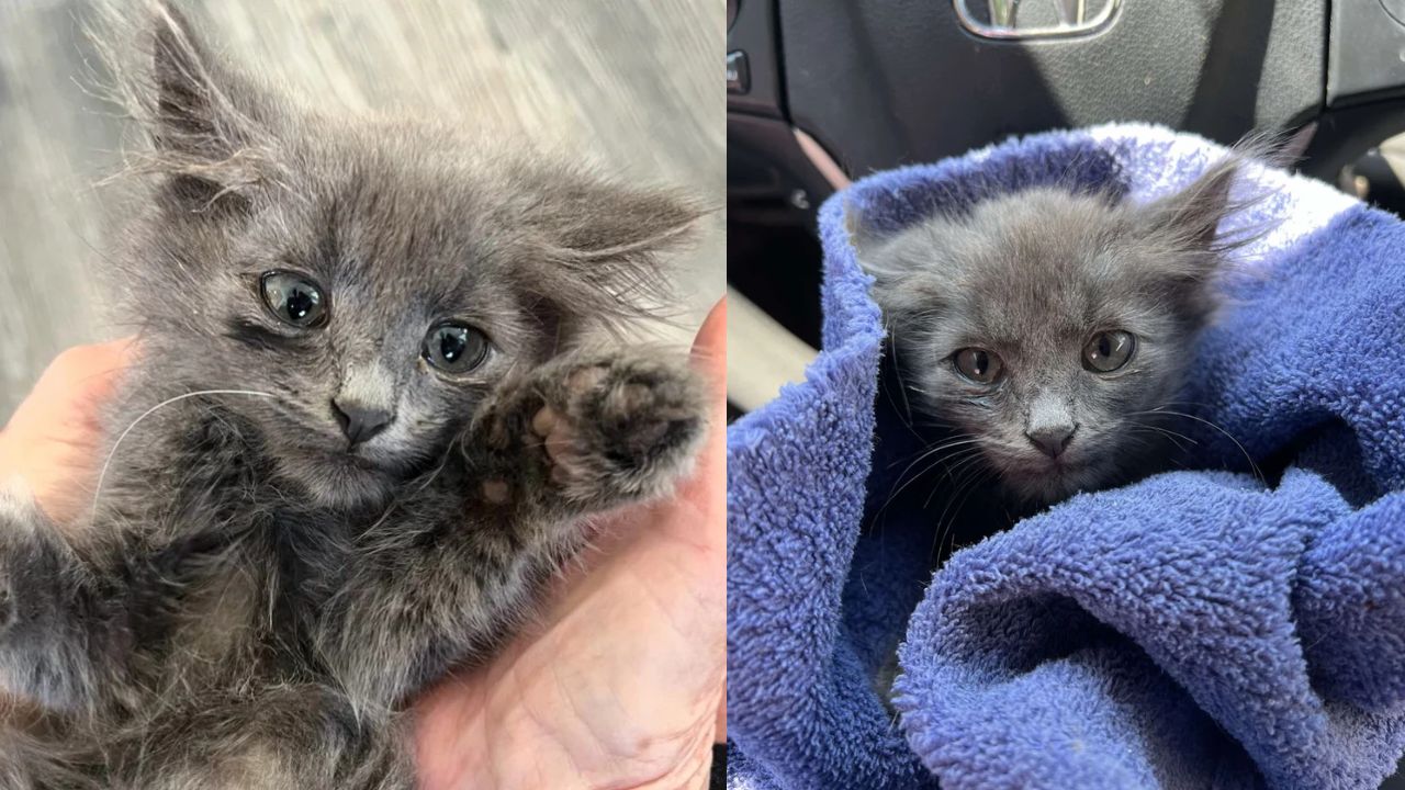 New Carolina Neighbor’s Garden Surprise: Stray Gray Kitten Turns Up and Melts Hearts with His Adorable Demands