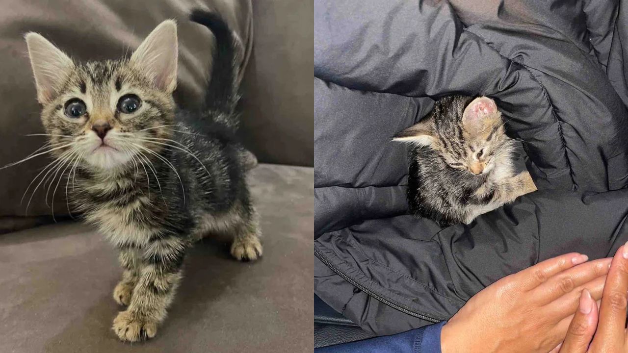 New York Teen Adopts Kitten from Stranger — Weeks Later, Destiny Brings Him a Cat Brother He Never Expected