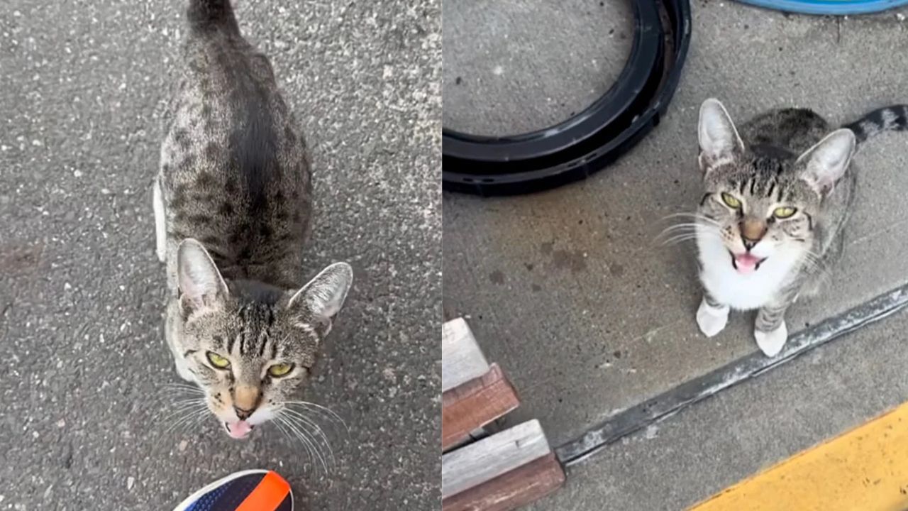 Heartwarming Story: Stray Cat Walks Into New York Firehouse and Finds the Home She Always Wanted